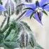 BORAGE Plant Growth Growing And Care Tips Borago Officinalis