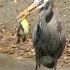 Heron Swallows Baby Duck FYV