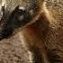 Coati Curious Creatures