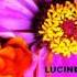 Lucinda Williams Essence Un Censored