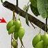 Best Skill Graft Mango Tree Growing Quickly Get A Lot Of Benefits 100 Success