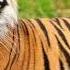 Feromônios De Tigre Atraia Uma Tonelada De Homens