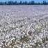 Credence Clearwater Revival Cottonfields