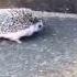 Real Life Sonic Marutaro The Hedgehog