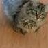 Siberian Kitten Little Mouse On Day 2 August 27 2017