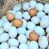 Wow Wow Amazing A Farmer Picks A Lot Of Duck Eggs Under A Tree Trunk