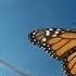 Amazing Monarch Butterflies In Mexico