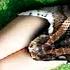 GIANT PYTHON SWALLOWED The Woman Wholly But Then What Happened