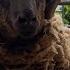 Sam The Sheep Gets A Shear After 3 Years