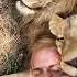 Raw Lion Love