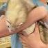 Ferret Playtime Ferret Ferrets Pets Cutepets Cute Florida Funny Petslover Animallover Fun