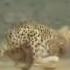 Cheetah Running Full Speed Awesome Speed