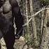 The Clearest Sasquatch Photo Ever Hunter Gets UP CLOSE Shot Of GIANT BIGFOOT Bigfoot 2024