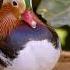 The Most Beautiful Duck In The World Mandarin Duck Duck Mandarinduck Facts Animal Mrken