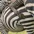 Surprising Facts About Zebras Mating Behaviors Zebras Real Mating Footages