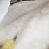 Amazing Pekin Duckling Hatching From Eggs Nee Baby Duck Born