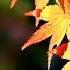 Richard Clayderman Les Feuilles Mortes 秋葉