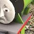 Sodor Retold The Sad Story Of Henry