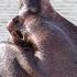 Hippo Sounds Calls The Sound Of Wild Hippopotamus At Night In Africa