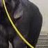 Watch This Elephant Turn A Hose Into A Sophisticated Showering Tool