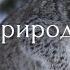 Nat Geo Wild Дикая природа России Сибирь