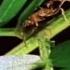 Amazing Symbiosis Ant Army Defends Tree National Geographic