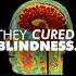 Using Eye Implants To Cure Blindness Science