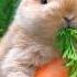 Cute Bunny Eating Carrot Please Subscribe