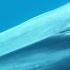 Balaenoptera Omurai Omura S Whale