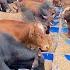 How To Be Profitable In Livestock Farming