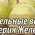 Вебинар 8 Садоводство глазами Валерия Железова