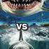 Killer Orca Whale Vs Megalodon Vs Dolphin Shark Blue Whale Turtle Seal Octopus