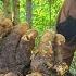 Orphan Girl Joy With Older Sister Girl Without Shelter First Time Seeing Type Giant Tubers