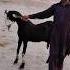 Goat Farming In Pakistan Sabirgoatfarm Naveedgoatfarm Trending