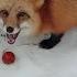 Alice The Fox Outrage Because They Gave Persimmon And Not Duck