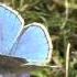 Adonis Blue Compton Down I O W