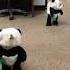 Dogs In Panda Costumes