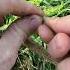 Cattail Cordage Survival Camping Shtf Bushcraft Outdoors Naturelover