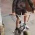 Big Mini Rocker Wheelie Shorts Viral Shortfeed Bmx Minibmx