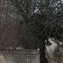 Howling Pack Of Wolves In An Abandoned Village Chernobyl Zone Film Studio Aves