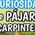 PÁJARO CARPINTERO 10 Datos Que NO Conoces