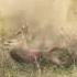 Prairie Dog Hunting Explosive Slo Mo SoDak 23 E1 Juicy