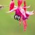 Hummingbirds Animalfacts Nature Shorts Facts Animalfacts Funfacts