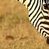 Punda The Zebra The Unusual Hero Of The Herd Real Wild