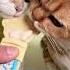 Cat Strip Feeder Wet Treat Squeeze Treat Catshorts Kitten Viralshorts Shorts Viral Trending