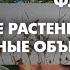 Лекция Сергея Майорова Чужеродные растения как модельные объекты в рамках лектория Флоры России