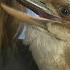 Meet The Laughing Kookaburra