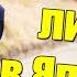 7 быстрых ответов на вопросы о Японии Толстые японцы и короткие юбки школьниц