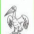 Как нарисовать пеликана рыбакит простыерисунки