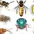 Insects Bugs Vocabulary Ll About 150 Insects Bugs Names In English With Pictures Ll Insects Name